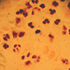 Peptostreptococcus