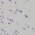 Rhodococcus equi