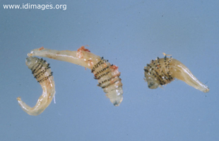 Figure 1.  <i>Dermatobia hominis</i> (botfly) larvae.