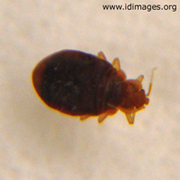 Bedbugs (Cimex)