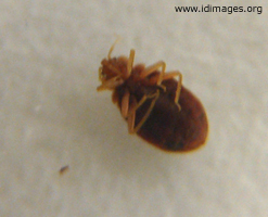 Figure 2.  <i>C. lectularius linnaeus</i> (bedbug), engorged (5 mm in length).